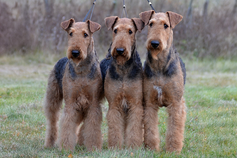 Tre airedaleterrier står uppställda bredvid varandra.