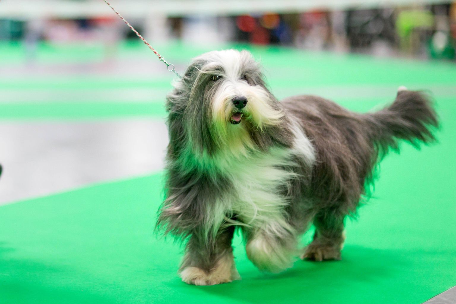 Glad bearded collie i utställningsringen.