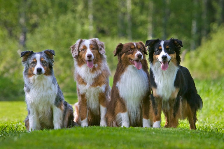 Fyra miniature american shepherd bredvid varandra ute på en gräsmatta.