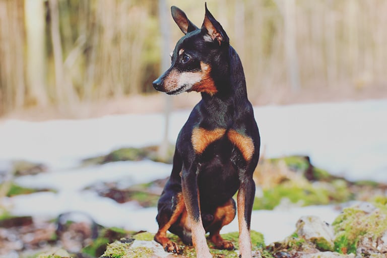 Dvärgpinscher sitter på en mossbeklädd sten.