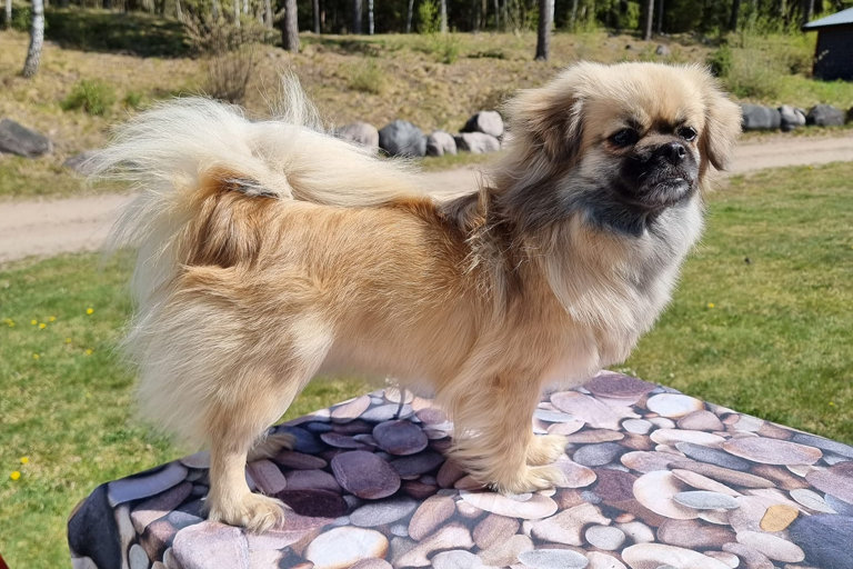 Tibetansk spaniel står på ett bord.