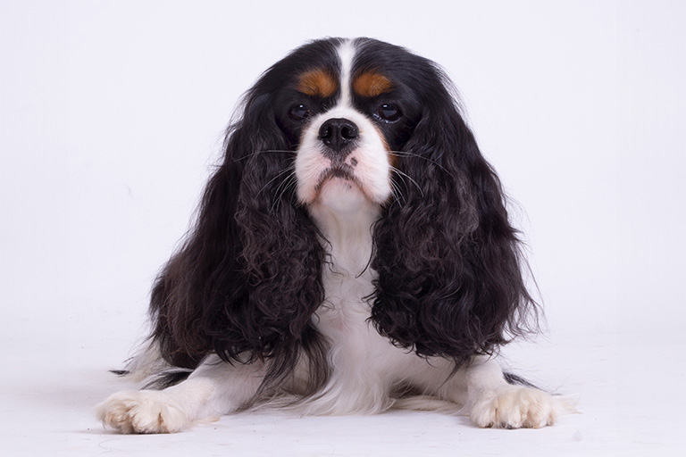 Cavalier king charles spaniel ligger ned.