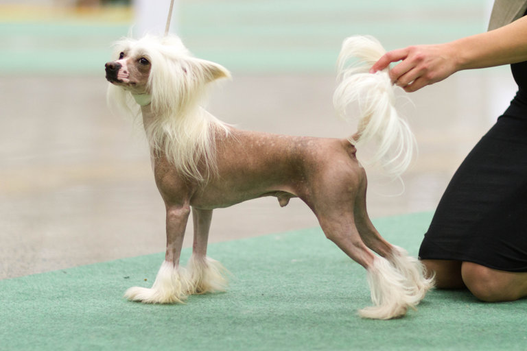 Chinese crested dog på rasbedömning.