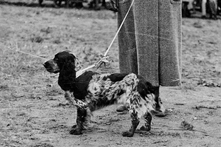 Cocker spaniel på utställning.