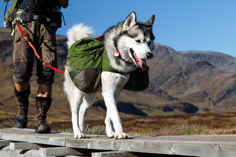 Siberian husky på vandring, bärandes en klövjeväska.