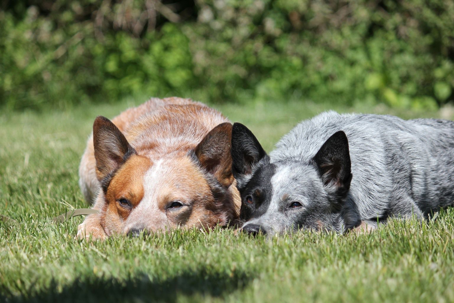 Två hundar som vilar i gräset