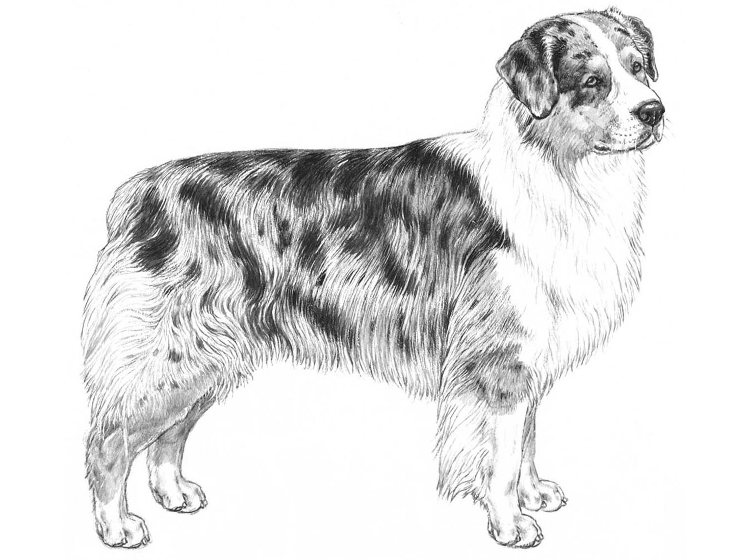 Australian shops shepherd tricolor