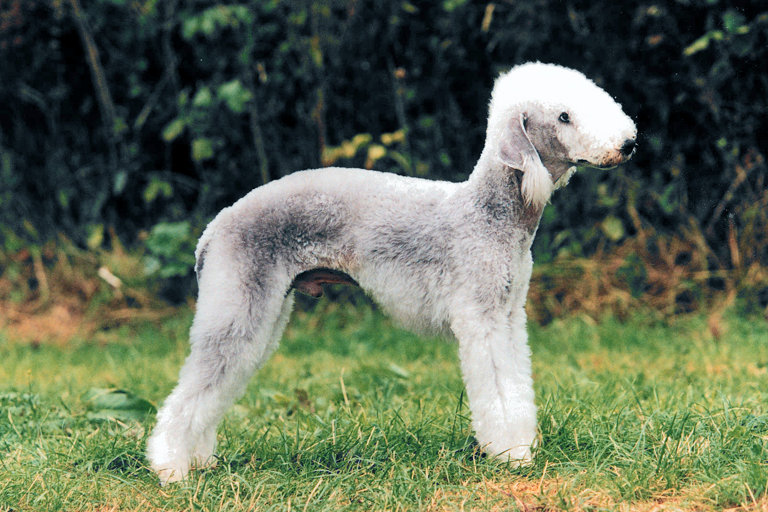 Uppställningsbild på bedlingtonterrier.