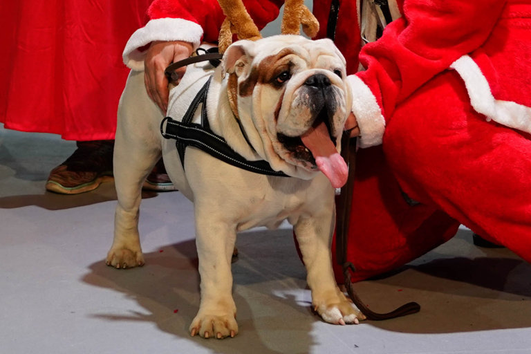 Engelsk bulldogg under rasparaden på Stockholm Hundmässa.