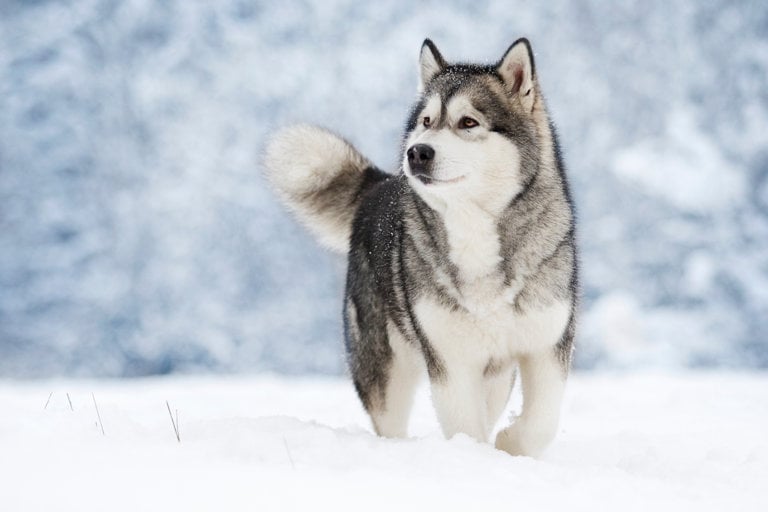 Alaskan malamute ute i snö.