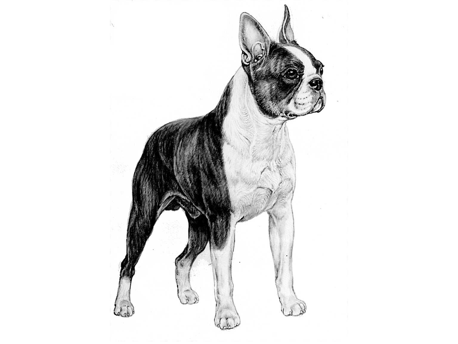  Illustration av hundrasen bostonterrier