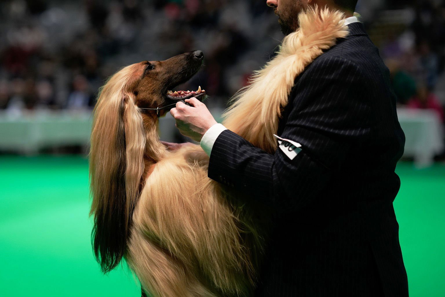 Glad hund står på bakbenen och kramar om sin ägare.