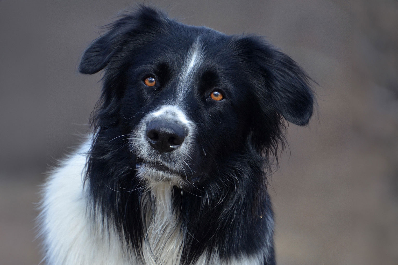 Porträttbild på australian shepherd.