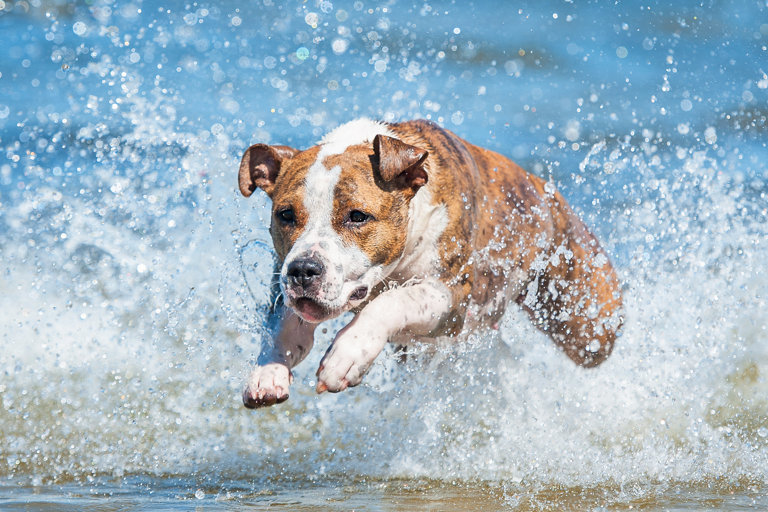 American staffordshire terrier springer genom vatten.