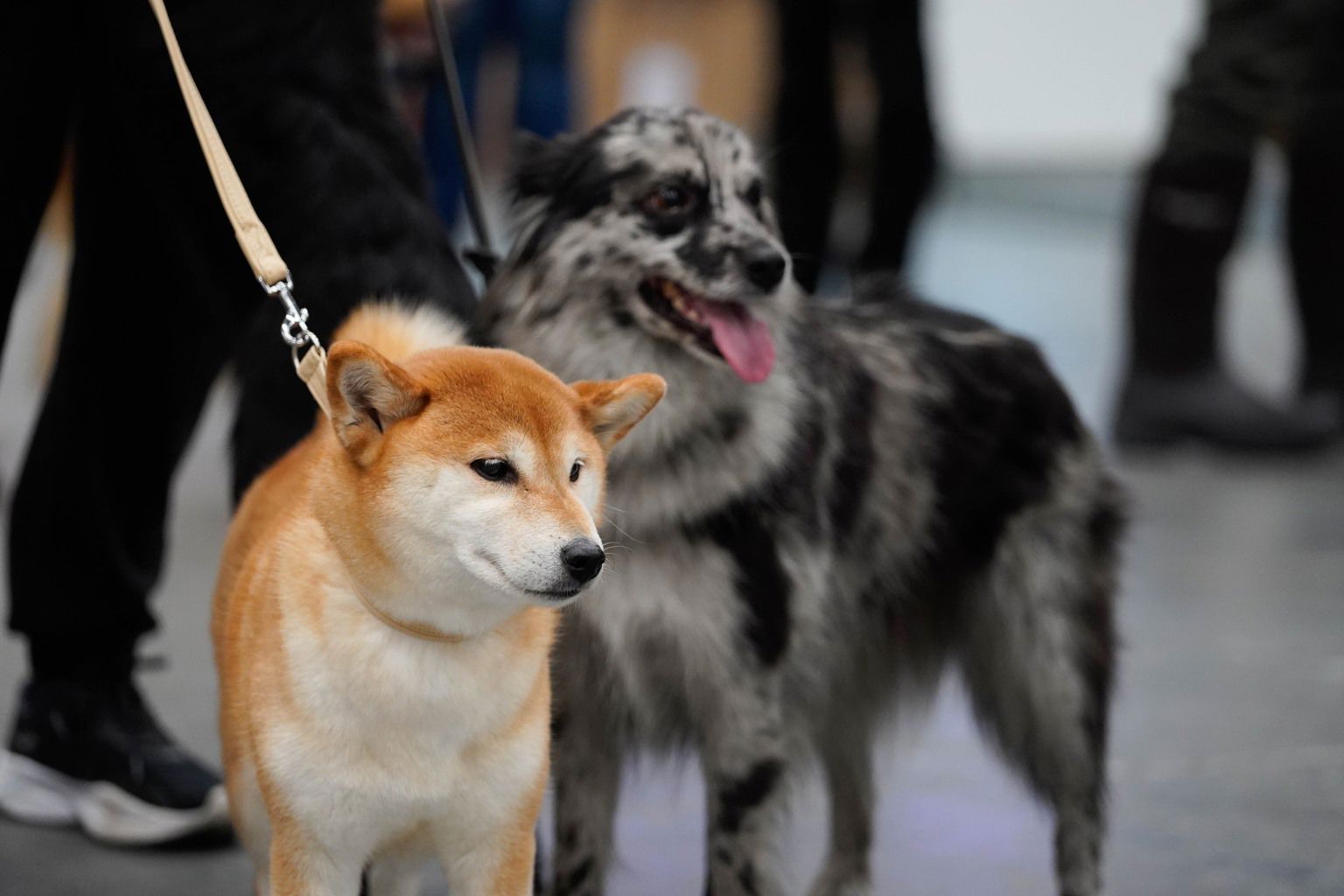 Situationsbild på shiba och australian shepherd.