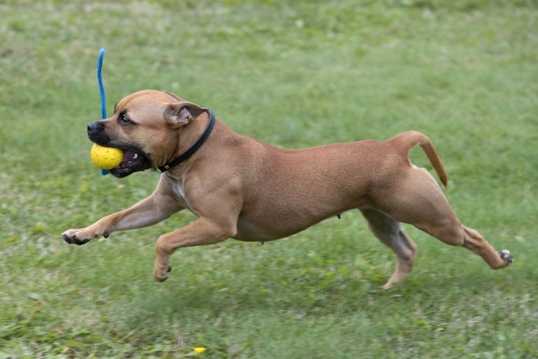 Busig staffordshire bullterrier springer med leksak i munnen.