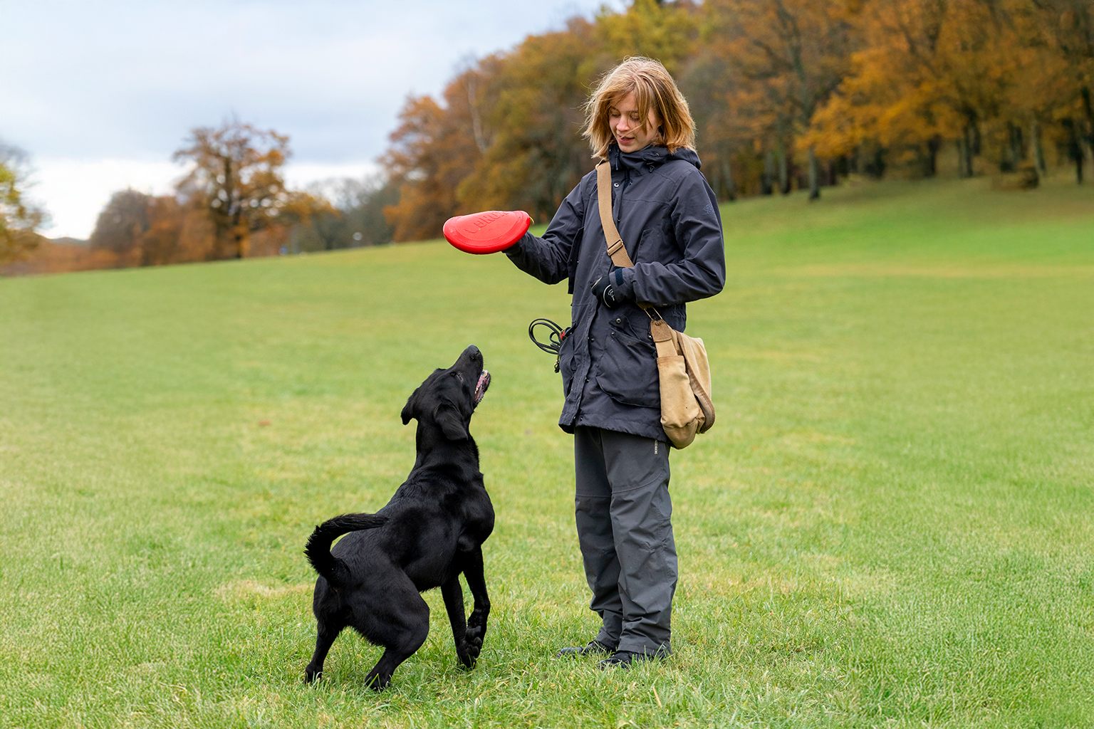 Ung kvinna kastar frisbee till ivrig och glad labrador retriever.