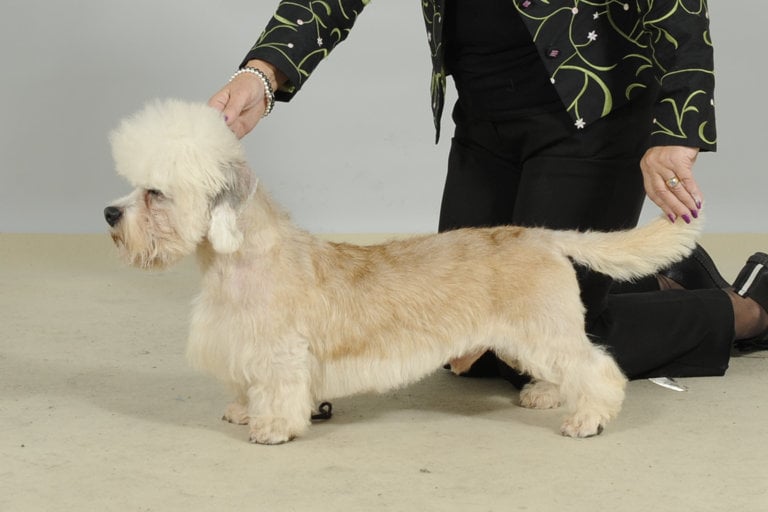 Uppställningsbild på dandie dinmont terrier.