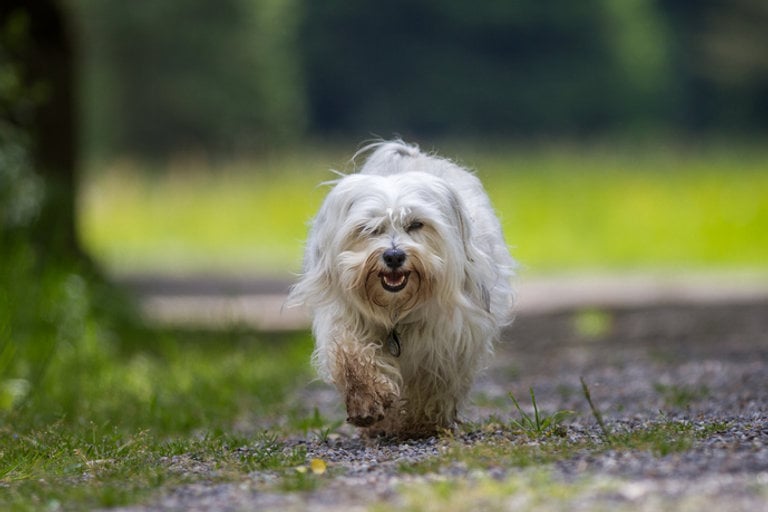 Bichon havanais går längs en grusgång.