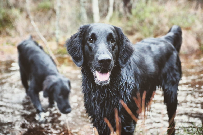 Två flatcoated retriever utforskar ett vattendrag i skogen.