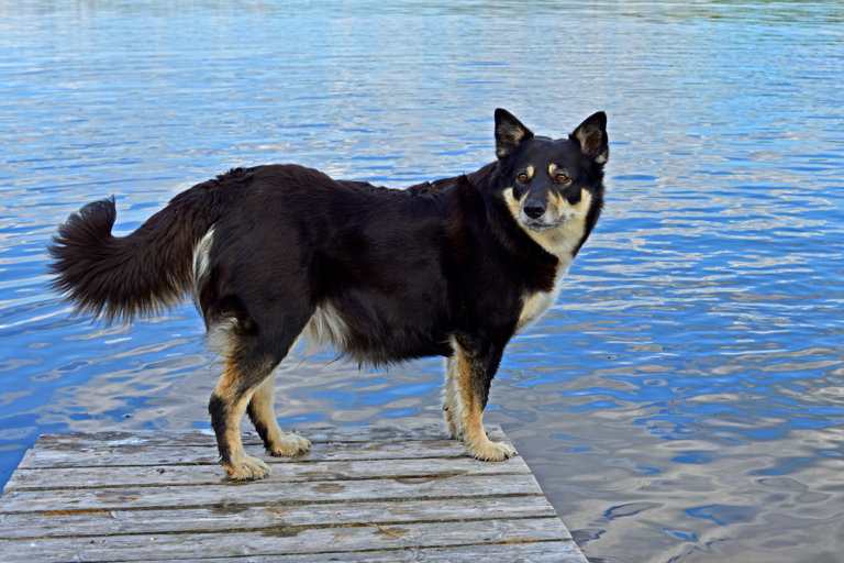 Lapsk vallhund står ute på brygga.