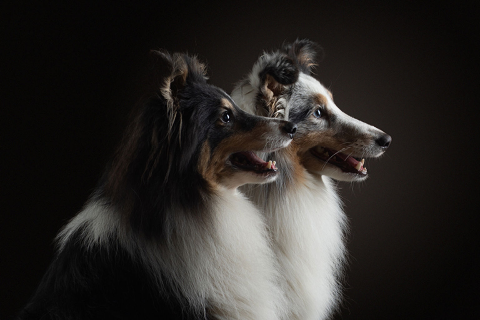 Studio image of two shetland sheepdog.