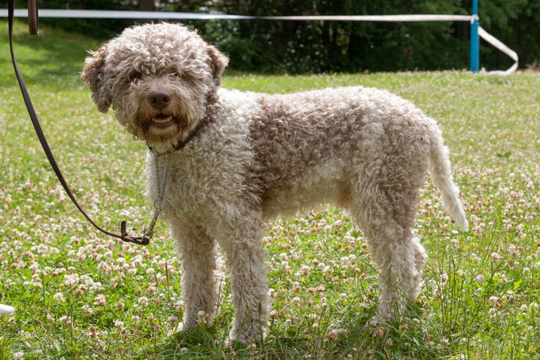 Lagotto romagnolo står kopplad på en blomsterfylld gräsplan.