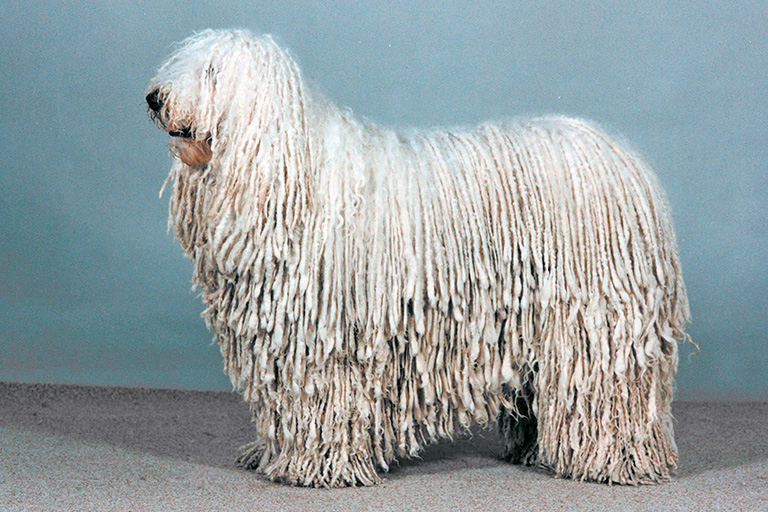 Uppställningsbild på komondor.