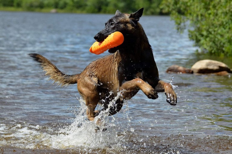 Malinous springer genom vatten med en dummy i munnen.