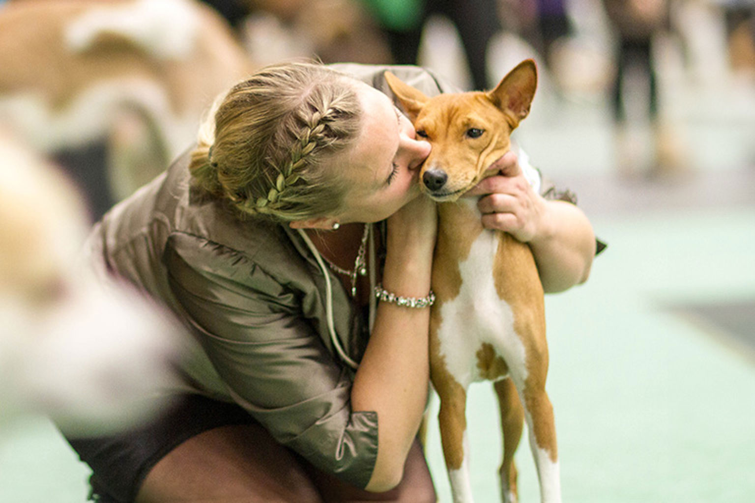 Basenji som blir pussad av sin handler/matte.