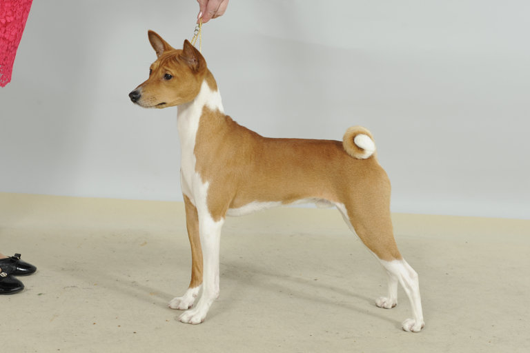 Uppställningsbild på basenji.