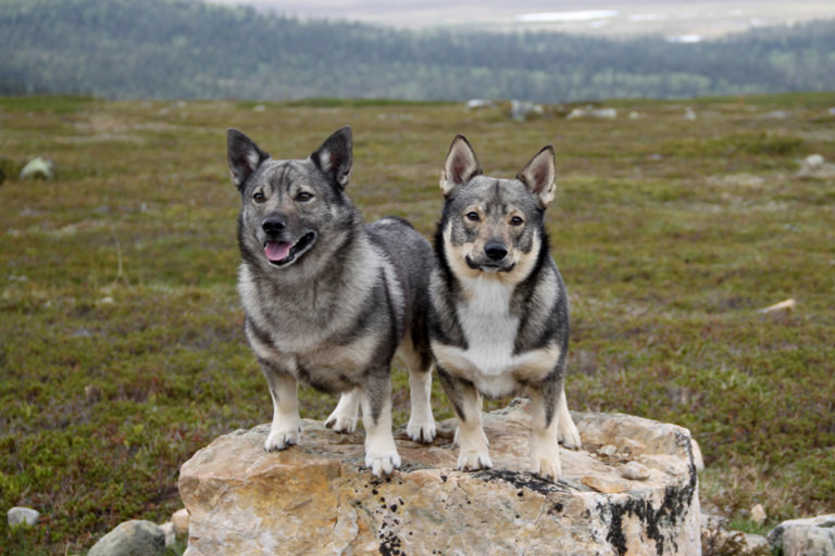 Två västgötaspetsar i fjällnatur.