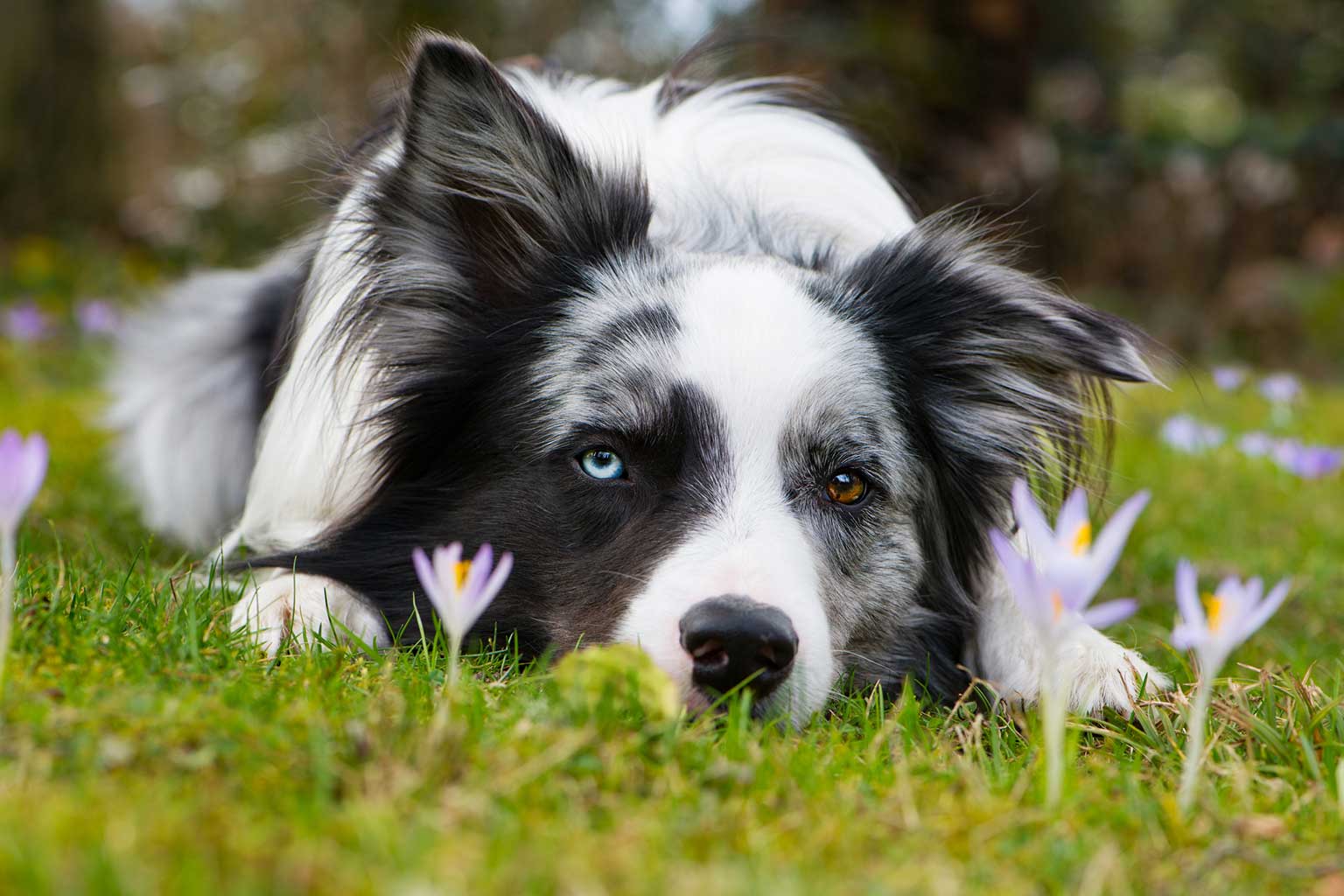 Hund med ett brunt och ett blått öga