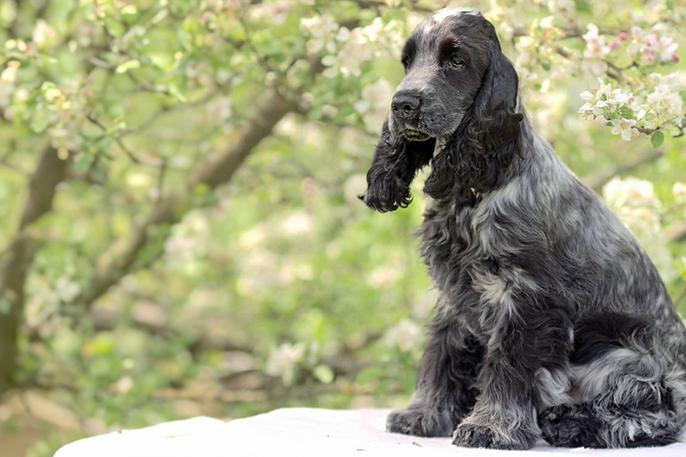 Cocker spaniel sitter bland blommande träd.