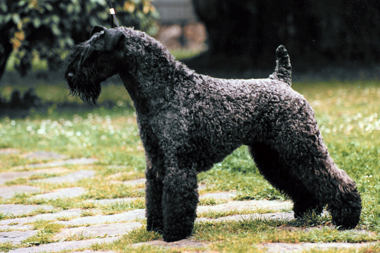 Uppställningsbild på kerry blue terrier.