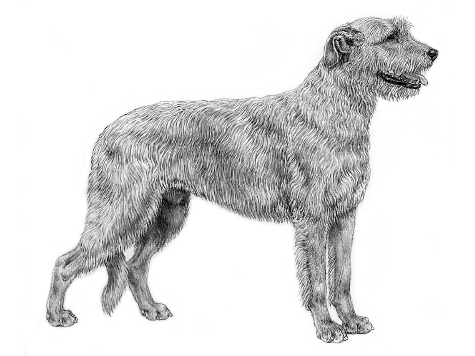 Illustration av hundrasen irländsk varghund