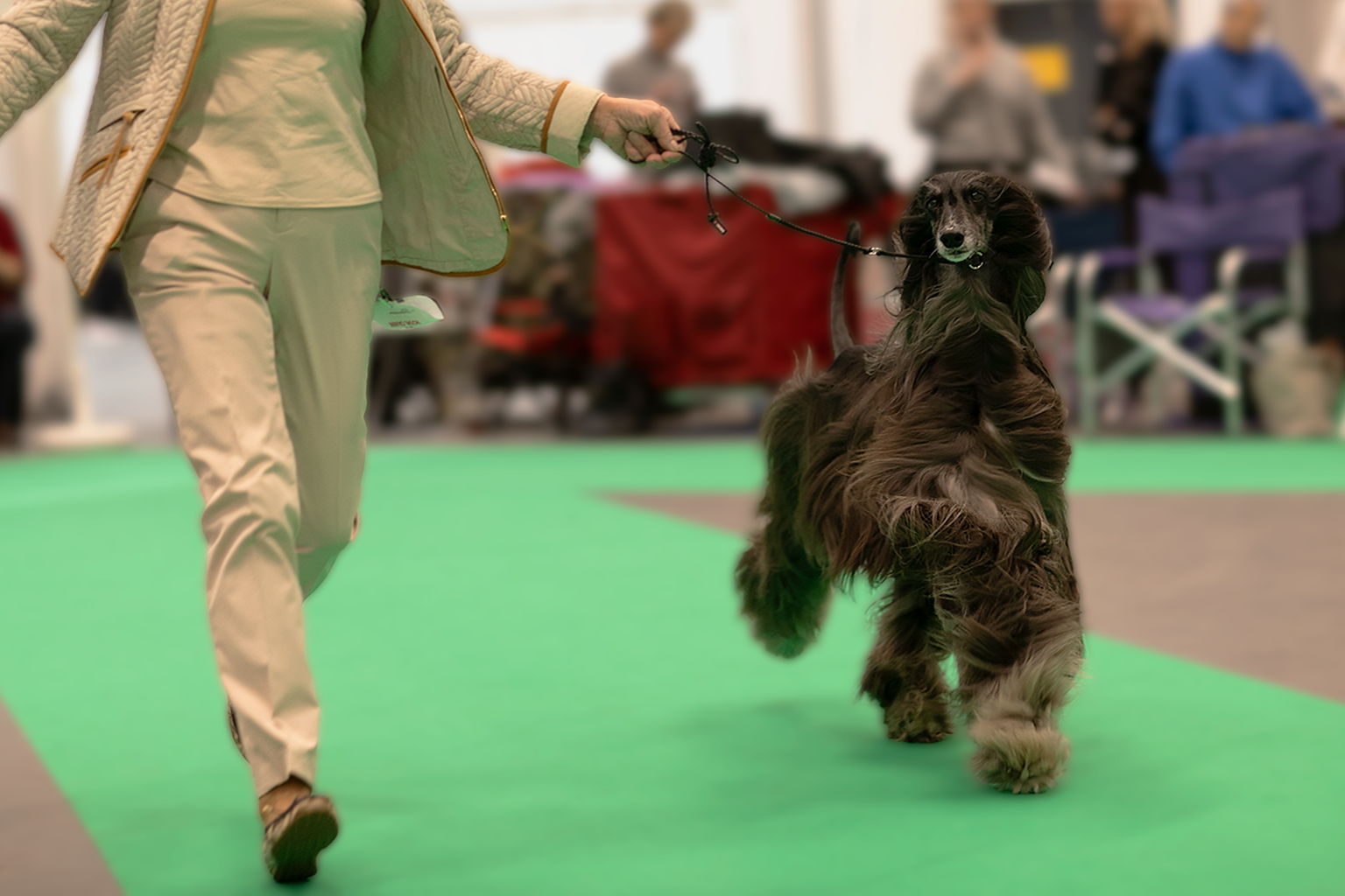 Afghanhund visar upp sig i utställningsringen.