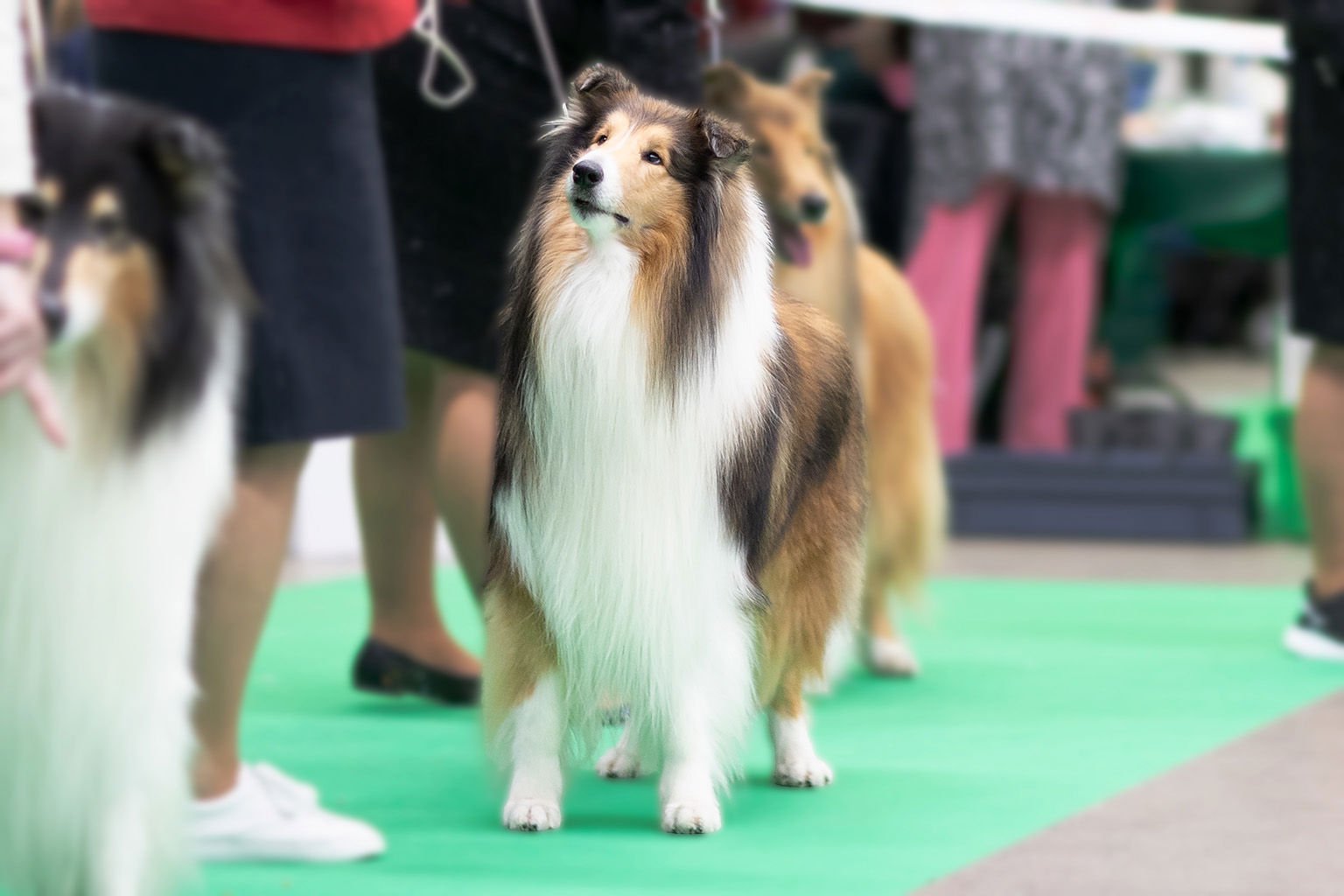 Collie, långhårig, står prydligt uppställd i utställningsringen.