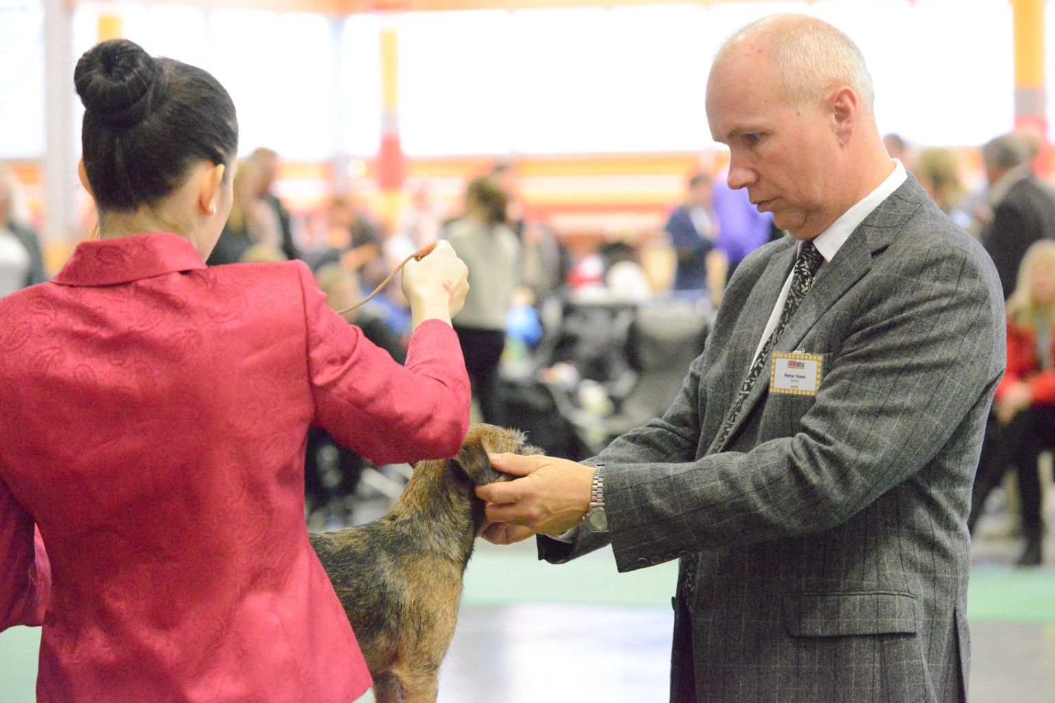 A show judge looks at a dogs appearance.