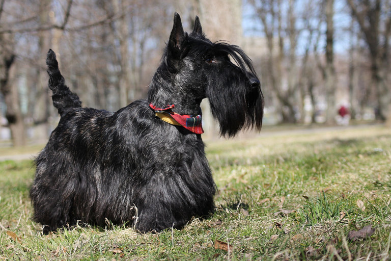 Skotsk terrier ute i en park.