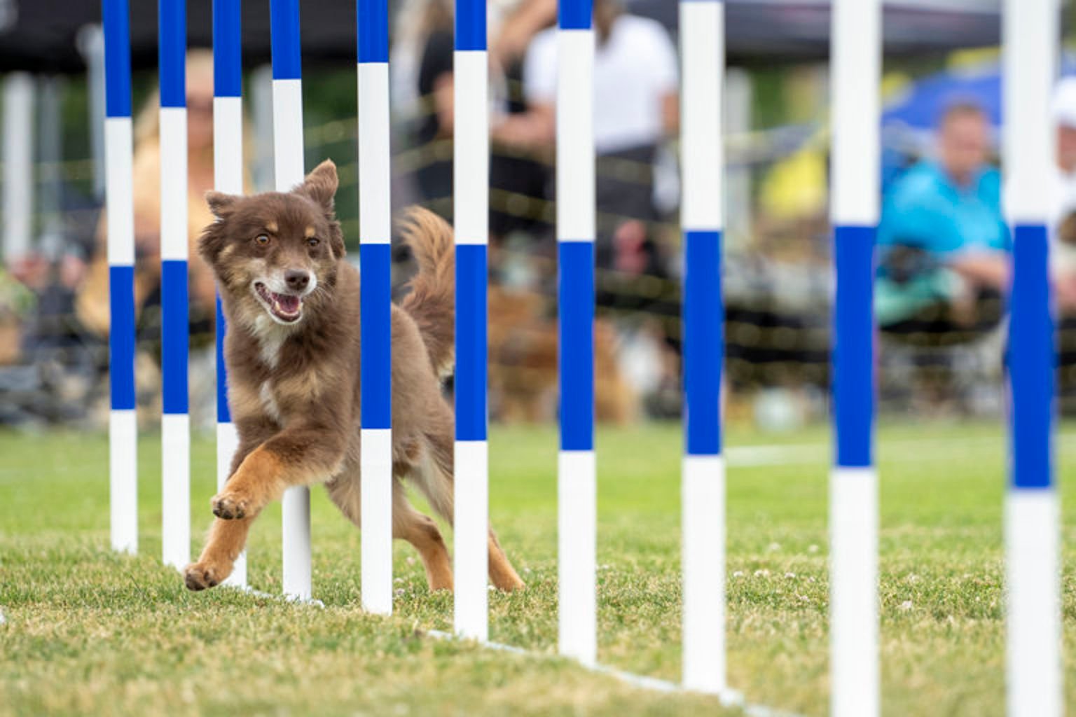 En hund som springer slalom.