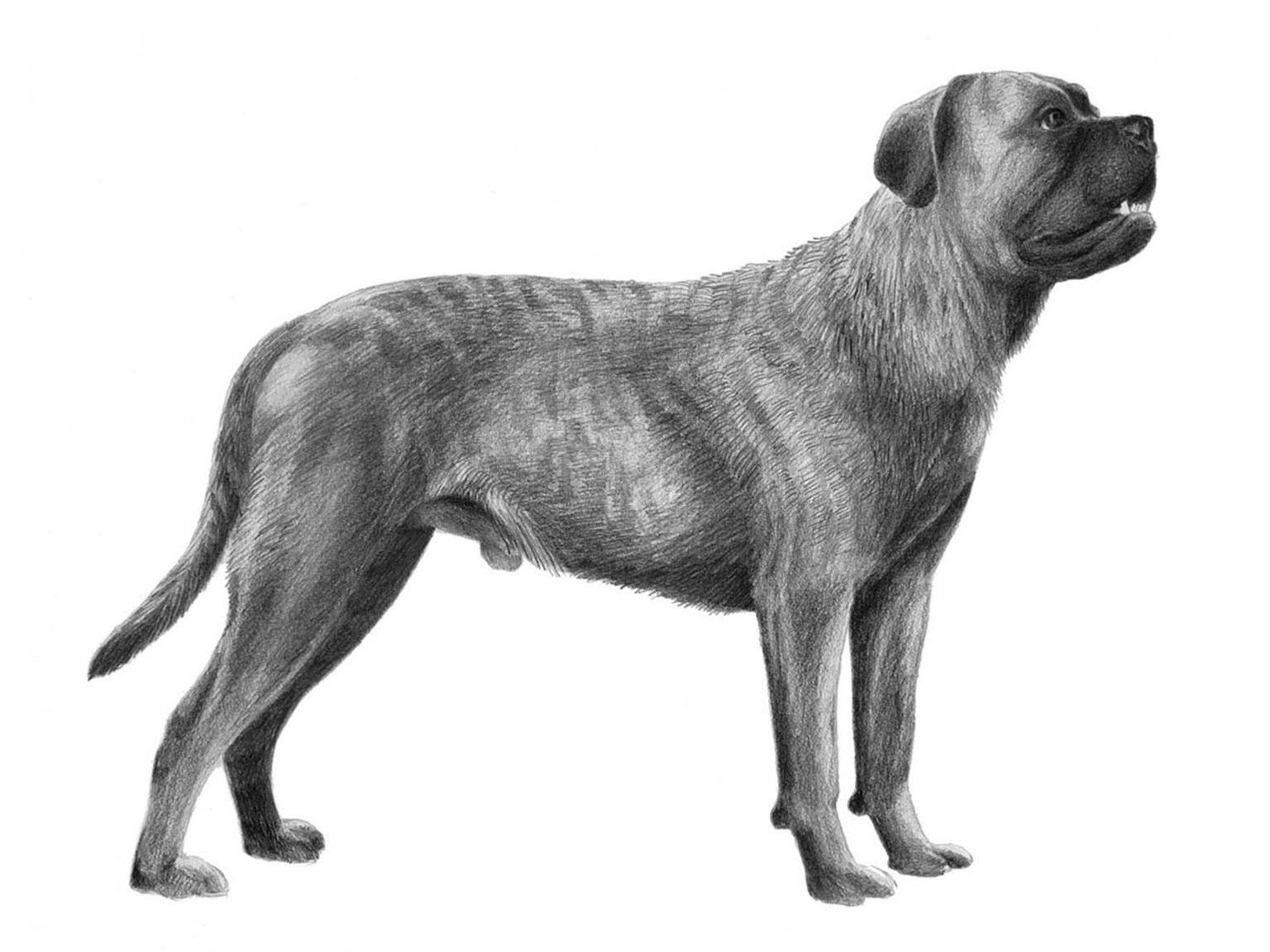 Cane corso