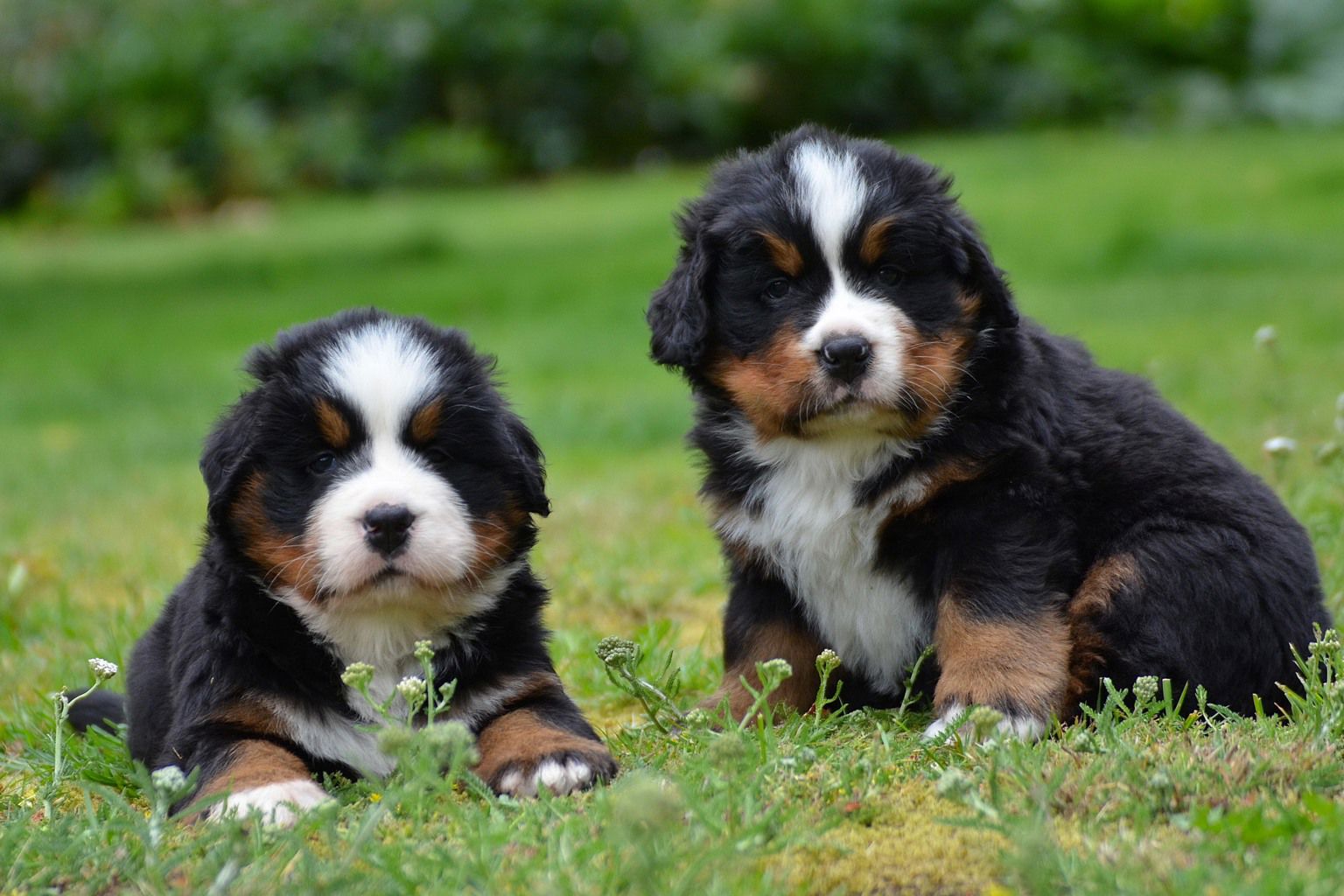 Två hundvalpar av rasen berner sennenhund sutter ute på gräsmatta.