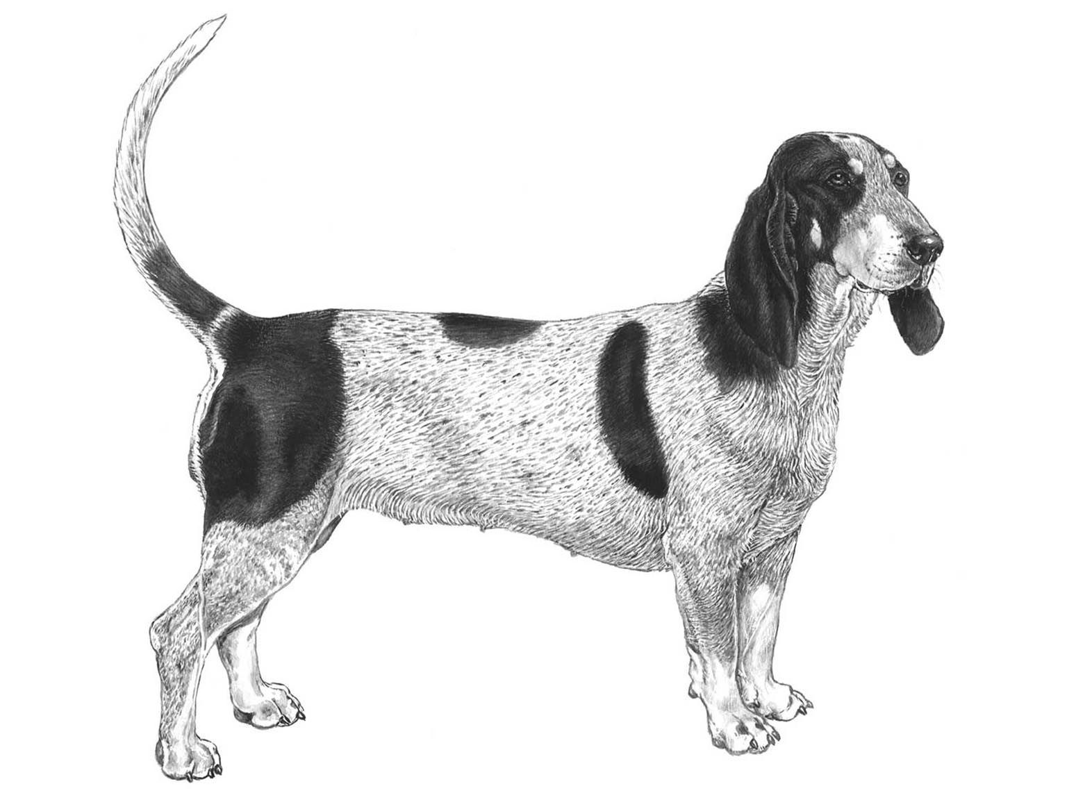 Illustration av hundrasen basset bleu de gascogne