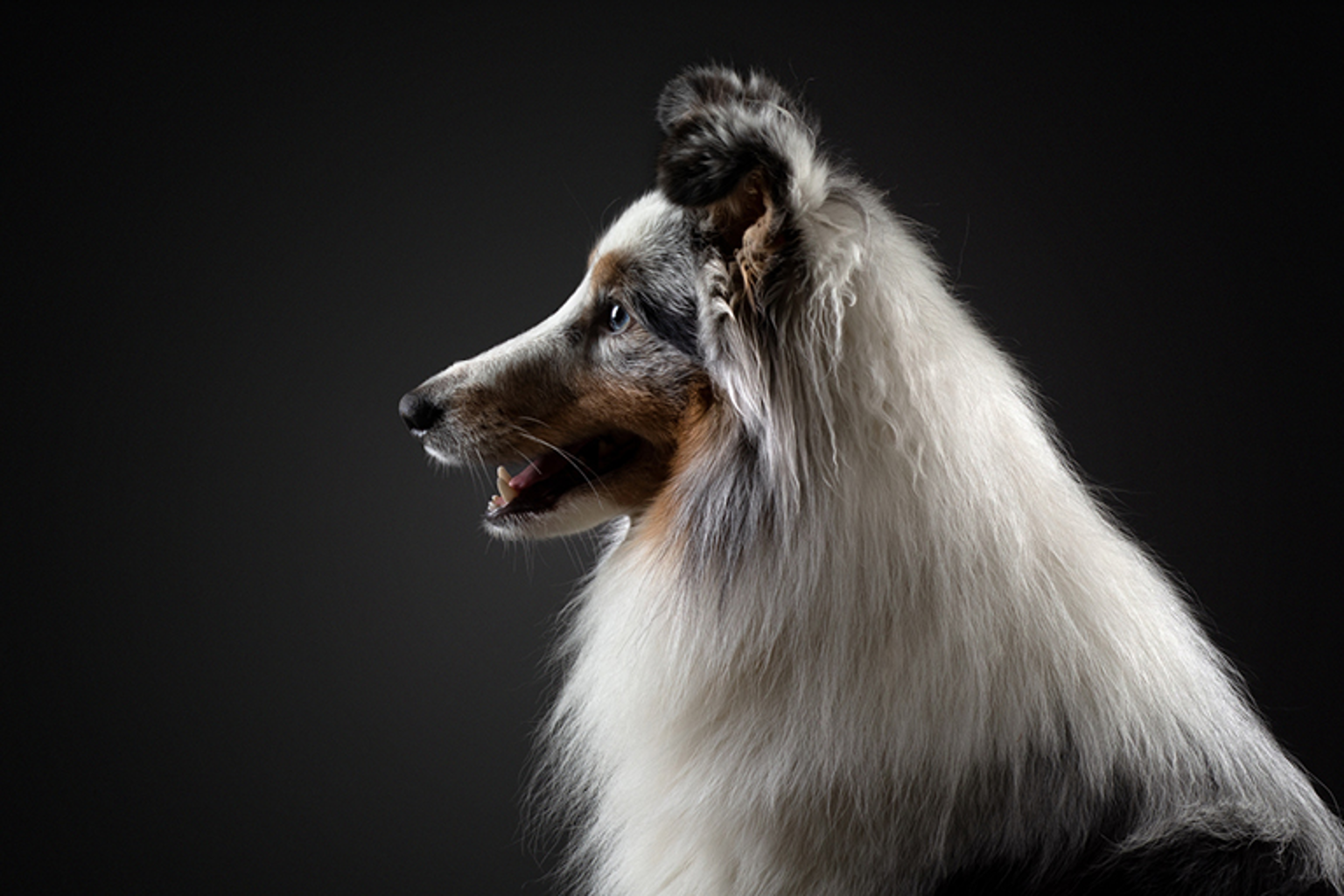 Studio image of shetland sheepdog.