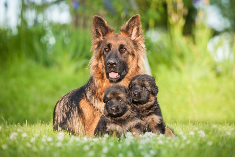 En tysk schäferhund med tve valpar på ett fält.