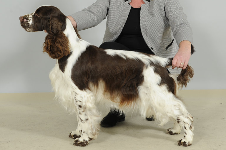 Uppställningsbild på engelsk springer spaniel.