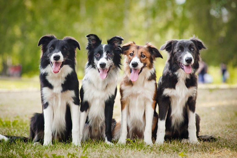 Fyra border collie sitter på rad.