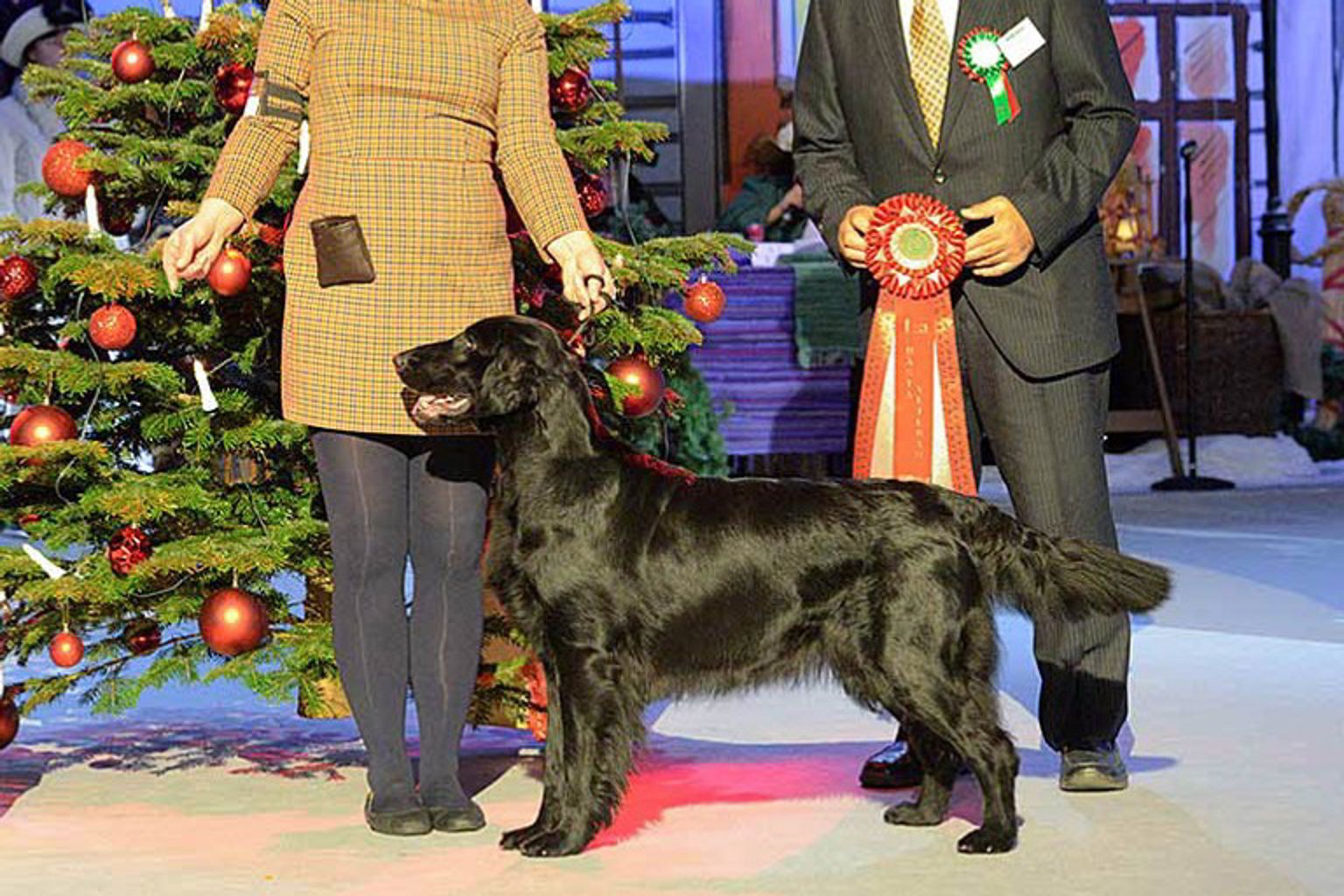 Flatcoated retriever, veteran winner, at Stockholm Hundmässa.