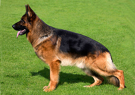 Tysk schäferhund, normalhårig